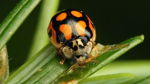 Adalia decempunctata f. decempustulata - Portrait  Adalia,Adalia decempunctata,Adalia decempunctata f. decempustulata,Coccinellidae,Coccinellinae,Coleoptera,Ladybird,Ten-spot Ladybird,Ten-spotted Ladybird,Ten-spotted lady beetle,nl: Tienstippelig lieveheersbeestje