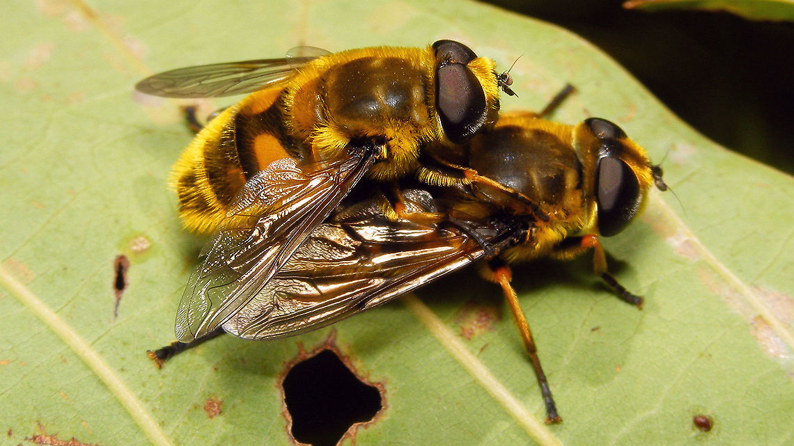 Myathropa florea - Copula  Diptera,Geotagged,La Palma (Canary Islands),Myathropa,Myathropa florea,Spain,Syrphidae,copulation,hoverfly