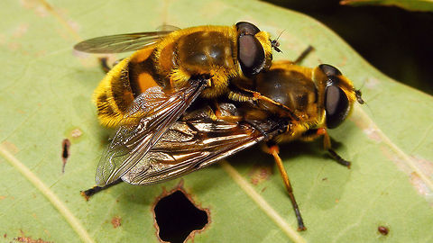Myathropa florea - Copula  Diptera,Geotagged,La Palma (Canary Islands),Myathropa,Myathropa florea,Spain,Syrphidae,copulation,hoverfly