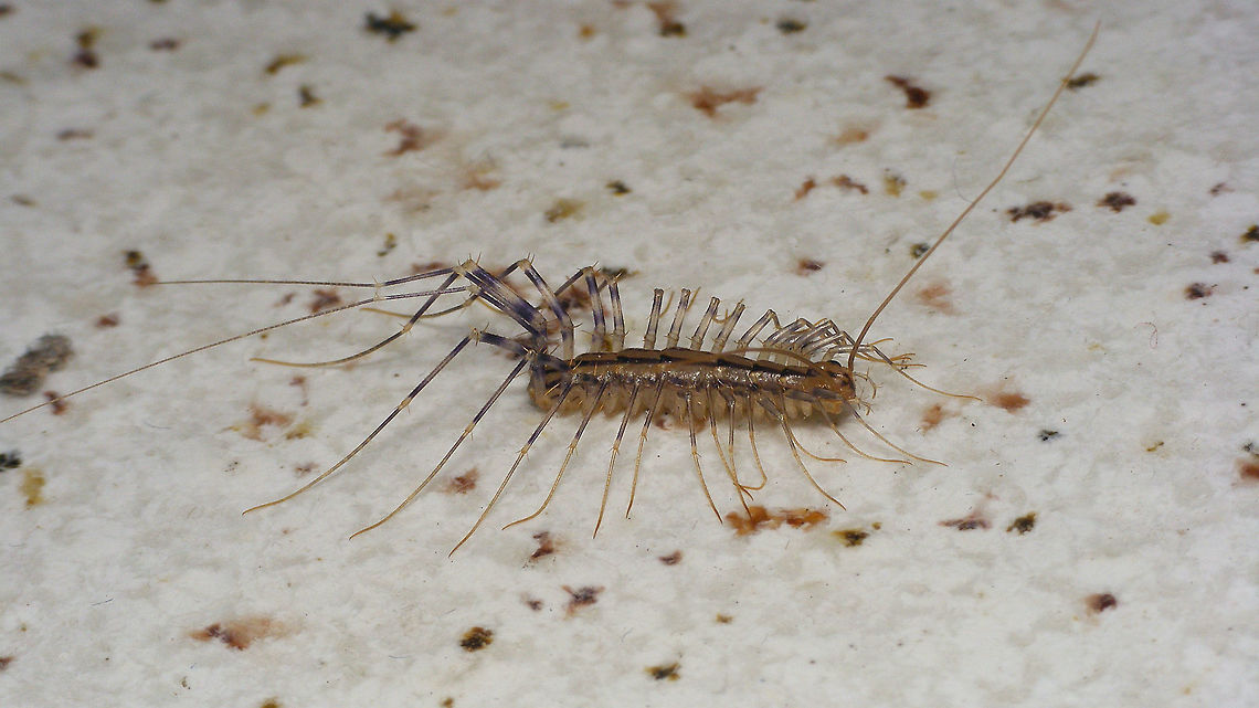 Scutigera coleoptrata - Medium sized  Chilopoda,Geotagged,House Centipede,La Palma (Canary Islands),Myriapoda,Scutigera coleoptrata,Scutigeridae,Scutigeromorpha,Spain