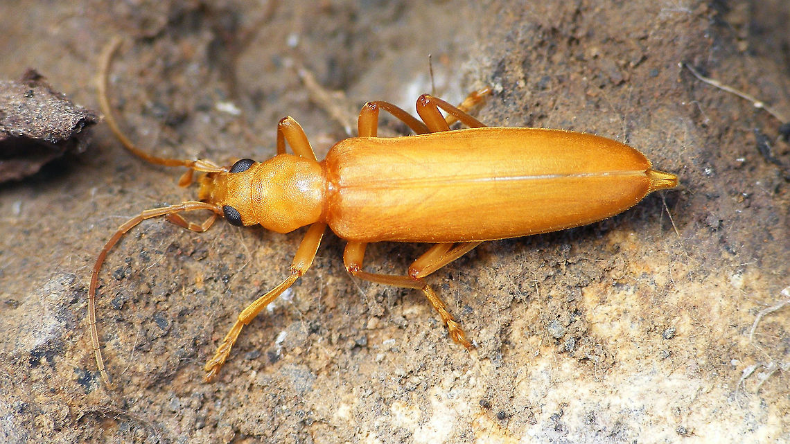 Nacerdochroa concolor Nacerdochroa (Holoxantha) concolor (Brull&eacute;, 1839) is another endemic of the Canary Islands Asclerini,Geotagged,Holoxantha,La Palma (Canary Islands),Nacerdochroa,Nacerdochroa concolor,Oedemeridae,Oedemerinae,Spain