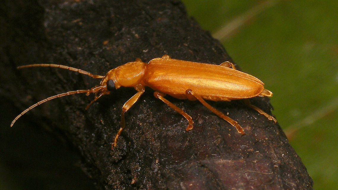 Nacerdochroa concolor - Lateral  Asclerini,Geotagged,Holoxantha,La Palma (Canary Islands),Nacerdochroa,Nacerdochroa concolor,Oedemeridae,Oedemerinae,Spain