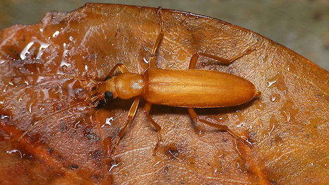 Nacerdochroa concolor - Dorsal  Asclerini,Geotagged,Holoxantha,La Palma (Canary Islands),Nacerdochroa,Nacerdochroa concolor,Oedemeridae,Oedemerinae,Spain