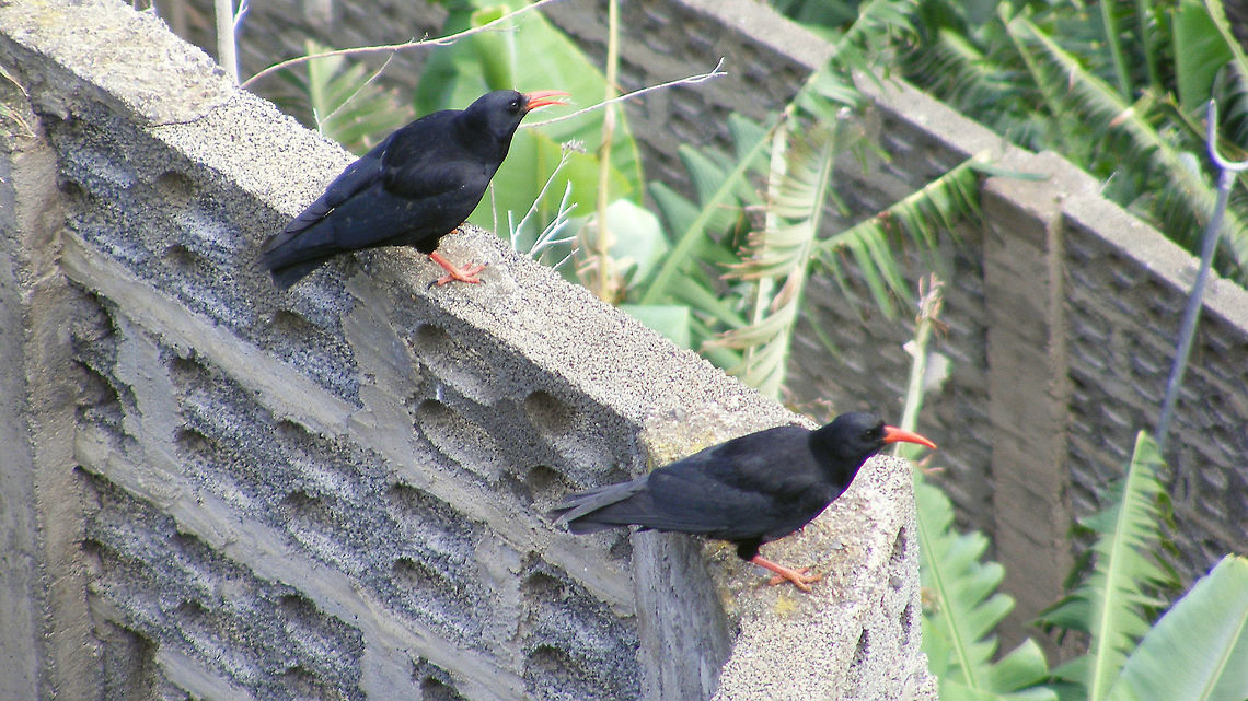 Pyrrhocorax pyrrhocorax Stepping out of my comfort zone here ;o) ... uhhh ehhrmmm ... a bird?<br />
Supposedly the small population on the coasts of La Palma would be ssp. barbarus ?!? Chough,Corvidae,Geotagged,La Palma (Canary Islands),Pyrrhocorax,Pyrrhocorax pyrrhocorax,Red-billed chough,Spain