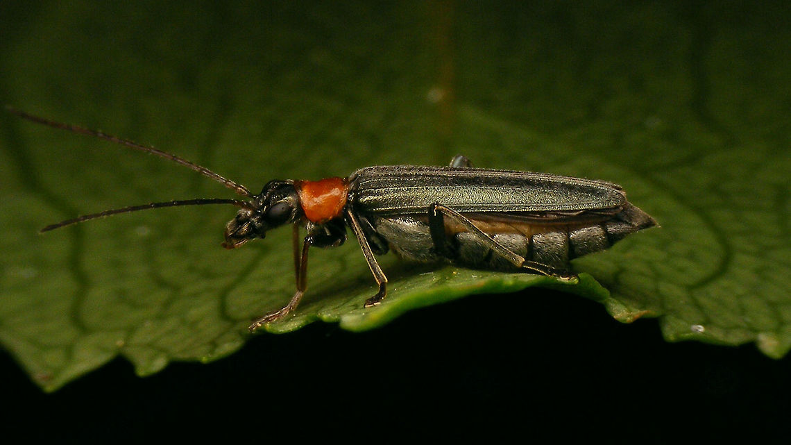 Oedemera croceicollis - Female lateral  Coleoptera,Geotagged,Netherlands,Oedemera,Oedemera croceicollis,Oedemeridae