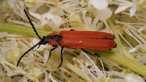Lygistopterus sanguineus Detail of head here:
https://www.jungledragon.com/image/81569/lygistopterus_sanguineus_-_head.html Coleoptera,Lycid Beetle,Lycidae,Lygistopterus,Lygistopterus sanguineus