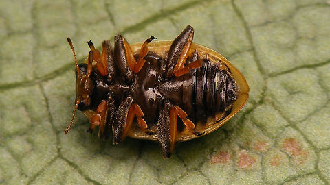 Hippodamia tredecimpunctata - Ventral (teneral) Ventral shot of a somewhat teneral Thirteen-spotted lady beetle Coccinellidae,Coccinellinae,Coleoptera,Hippodamia,Hippodamia tredecimpunctata,Ladybird,Teneral,Thirteen-spot Ladybird,Thirteen-spotted lady beetle,nl: Dertienstippelig lieveheersbeestje