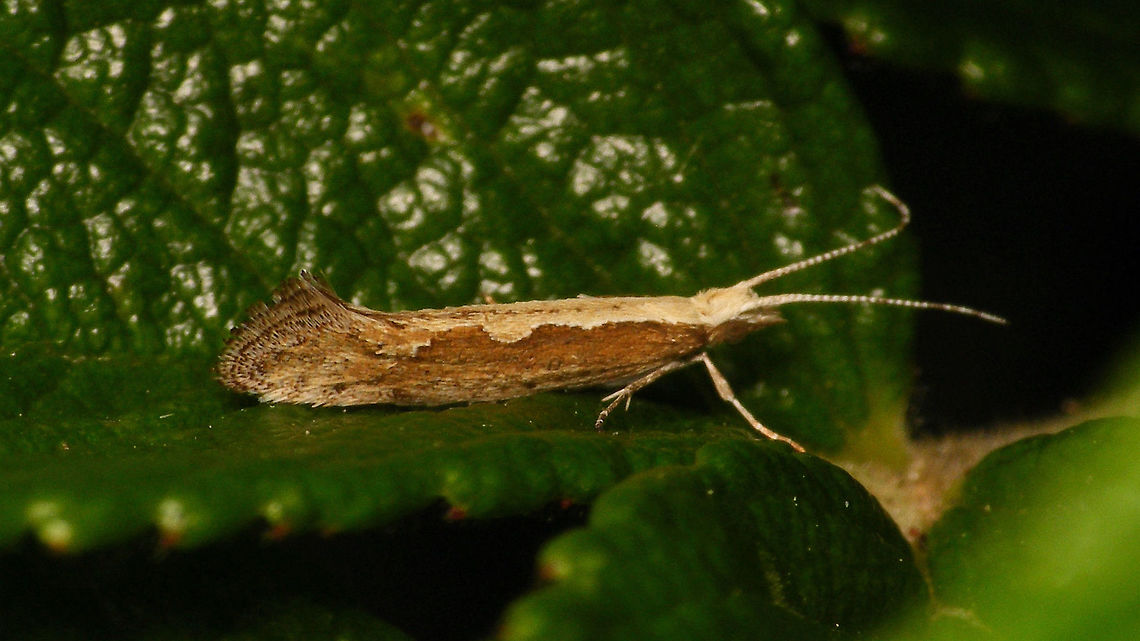 Plutella xylostella  Diamondback moth,Plutella,Plutella xylostella,Plutellidae,Yponomeutoidea,nl: Koolmotje