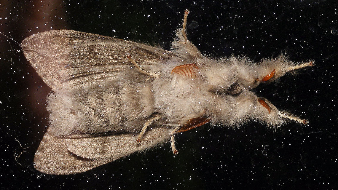 Calliteara pudibunda - Ventral (male) At night on the window ...<br />
Thanks to Ingrid Altmann for putting me on the right track :o) Alerdinck,Calliteara,Calliteara pudibunda,Geotagged,Lepidoptera,Lymantriidae,Moth,Netherlands,Orgyiini,Pale tussock,nl: Meriansborstel