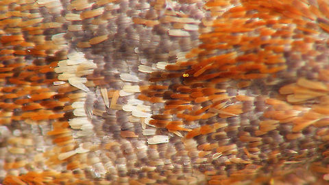 Archips xylosteana - Scales Different sizes, shapes and colours of scales on the wing of Archips xylosteana
Full view of moth here:
https://www.jungledragon.com/image/81461/archips_xylosteana.html Alerdinck,Archips,Archips xylosteana,Geotagged,Leaf roller,Lepidoptera,Moth,Netherlands,Tortricidae,Variegated golden tortrix,nl: Gevlamde bladroller