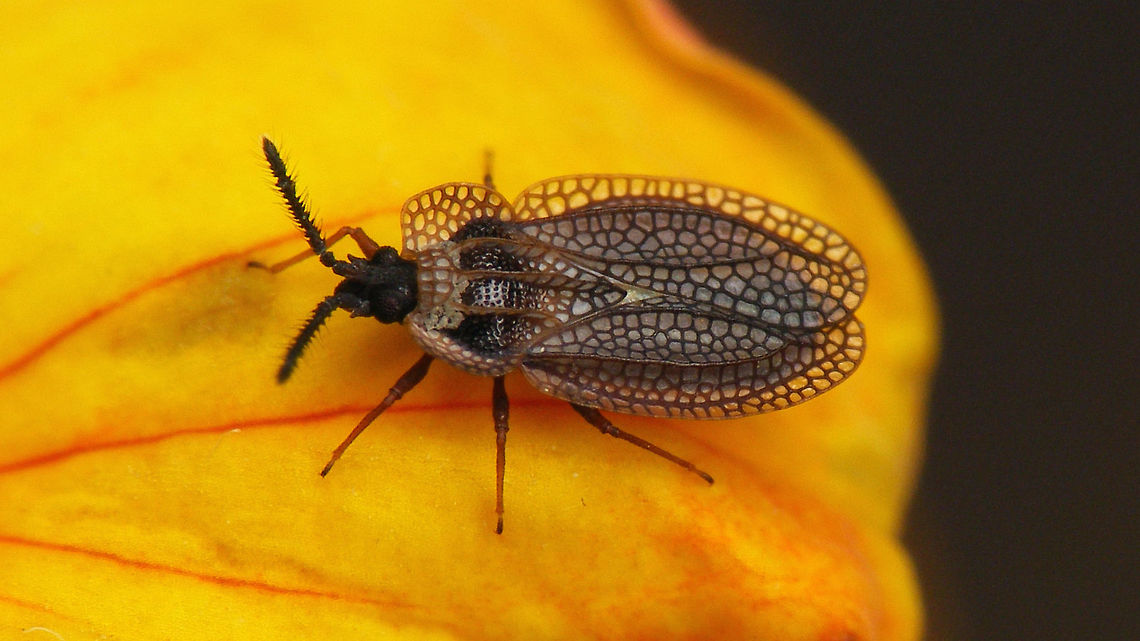 Kalama tricornis Considered a somewhat more "southern" species in the Netherlands. I found this one near Zwolle which is the most northern occurrence in the east of the country. Geotagged,Heteroptera,Kalama,Kalama tricornis,Lacebug,Netherlands,Tingidae,Tinginae