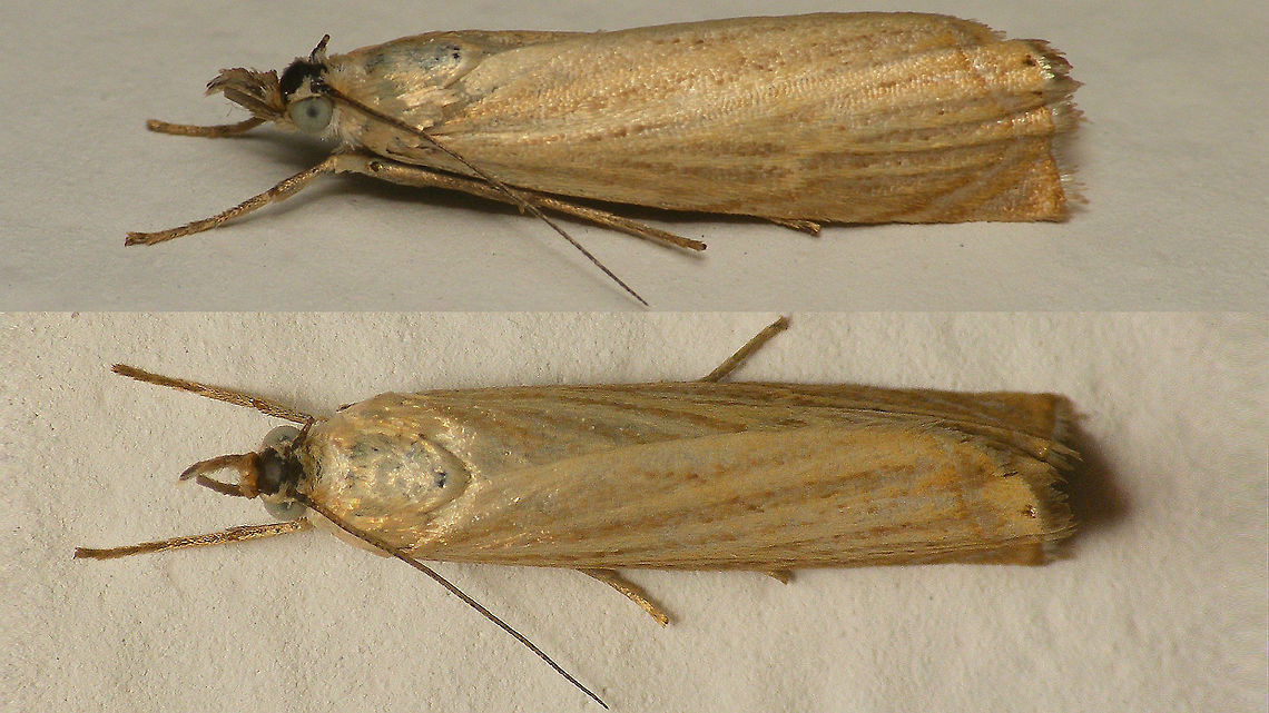 Chrysoteuchia culmella  Alerdinck,Chrysoteuchia culmella,Garden Grass-veneer,Geotagged,Moth,Netherlands