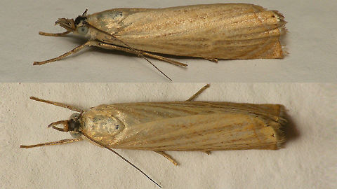 Chrysoteuchia culmella  Alerdinck,Chrysoteuchia culmella,Garden Grass-veneer,Geotagged,Moth,Netherlands