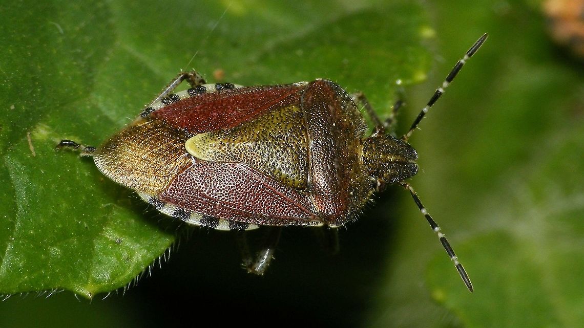 Dolycoris baccarum  Carpocorini,Dolycoris,Dolycoris baccarum,Geotagged,Jane's garden,Netherlands,Pentatomidae,Pentatominae,Sloe bug,nl: Bessenschildwants,true bug