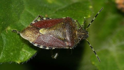 Dolycoris baccarum  Carpocorini,Dolycoris,Dolycoris baccarum,Geotagged,Jane's garden,Netherlands,Pentatomidae,Pentatominae,Sloe bug,nl: Bessenschildwants,true bug