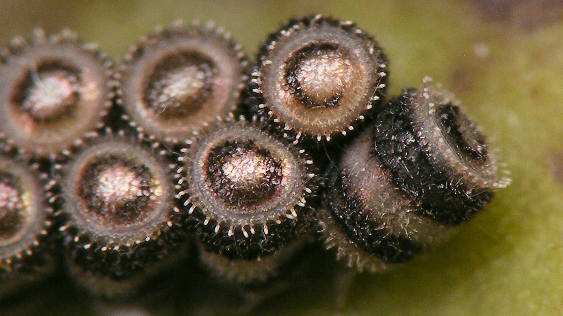 Piezodorus lituratus - Eggs close-up  Eggs,Gorse shieldbug,Heteroptera,Pentatomidae,Pentatominae,Piezodorini,Piezodorus,Piezodorus lituratus,nl: Bremschildwants