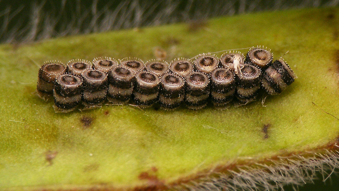 Piezodorus lituratus - Eggs  Eggs,Gorse shield bug,Gorse shieldbug,Heteroptera,Pentatomidae,Pentatominae,Piezodorini,Piezodorus,Piezodorus lituratus,nl: Bremschildwants