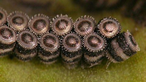 Piezodorus lituratus - Eggs detail  Eggs,Gorse shield bug,Gorse shieldbug,Heteroptera,Pentatomidae,Pentatominae,Piezodorini,Piezodorus,Piezodorus lituratus,nl: Bremschildwants