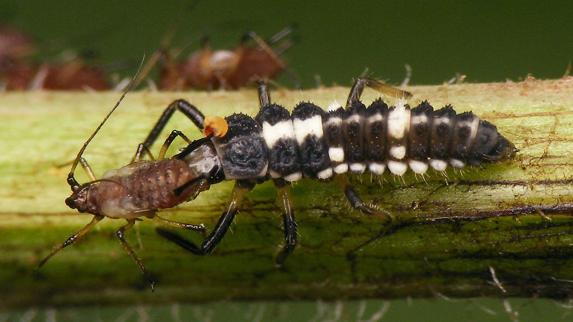 Propylea quatuordecimpunctata - Larva having lunch  Coccinellidae,Coccinellinae,Coleoptera,Fourteen-spot Ladybird,Ladybird,Propylea,Propylea quatuordecimpunctata,larva,nl: Schaakbordlieveheersbeestje