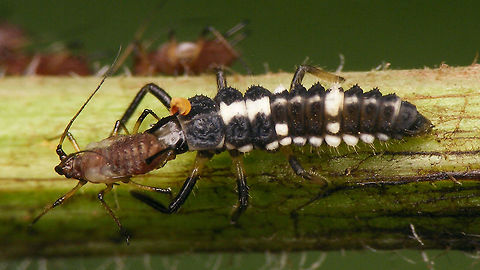 Propylea quatuordecimpunctata - Larva having lunch  Coccinellidae,Coccinellinae,Coleoptera,Fourteen-spot Ladybird,Ladybird,Propylea,Propylea quatuordecimpunctata,larva,nl: Schaakbordlieveheersbeestje