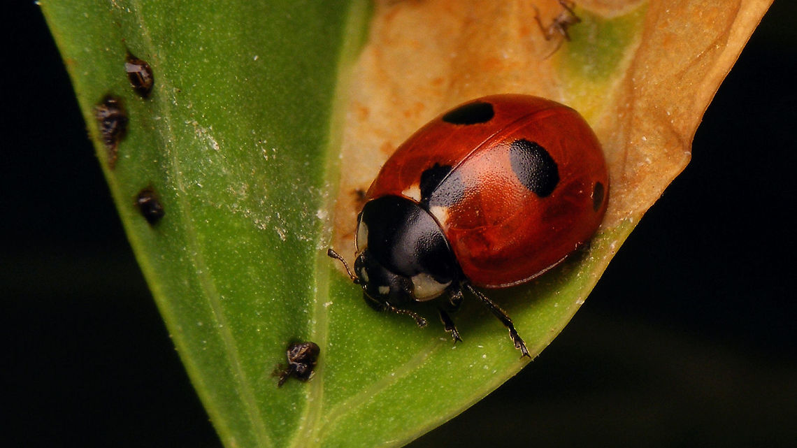 Coccinella quinquepunctata - Looking angry Same individual, different angle:<br />
<figure class="photo"><a href="https://www.jungledragon.com/image/81552/coccinella_quinquepunctata.html" title="Coccinella quinquepunctata"><img src="https://s3.amazonaws.com/media.jungledragon.com/images/3043/81552_thumb.jpg?AWSAccessKeyId=05GMT0V3GWVNE7GGM1R2&Expires=1769040010&Signature=y1NDhKHwUCB4U8cOu7lYYeB9AJE%3D" width="200" height="114" alt="Coccinella quinquepunctata Same individual more frontal:<br />
https://www.jungledragon.com/image/81551/coccinella_quinquepunctata_-_looking_angry.html Alerdinck,Coccinella,Coccinella quinquepunctata,Coccinellidae,Coccinellinae,Coleoptera,Five-spot Ladybird,Geotagged,Netherlands,nl: Vijfstippelig lieveheersbeestje" /></a></figure> Alerdinck,Coccinella,Coccinella quinquepunctata,Coccinellidae,Coccinellinae,Coleoptera,Five-spot Ladybird,Geotagged,Netherlands,nl: Vijfstippelig lieveheersbeestje