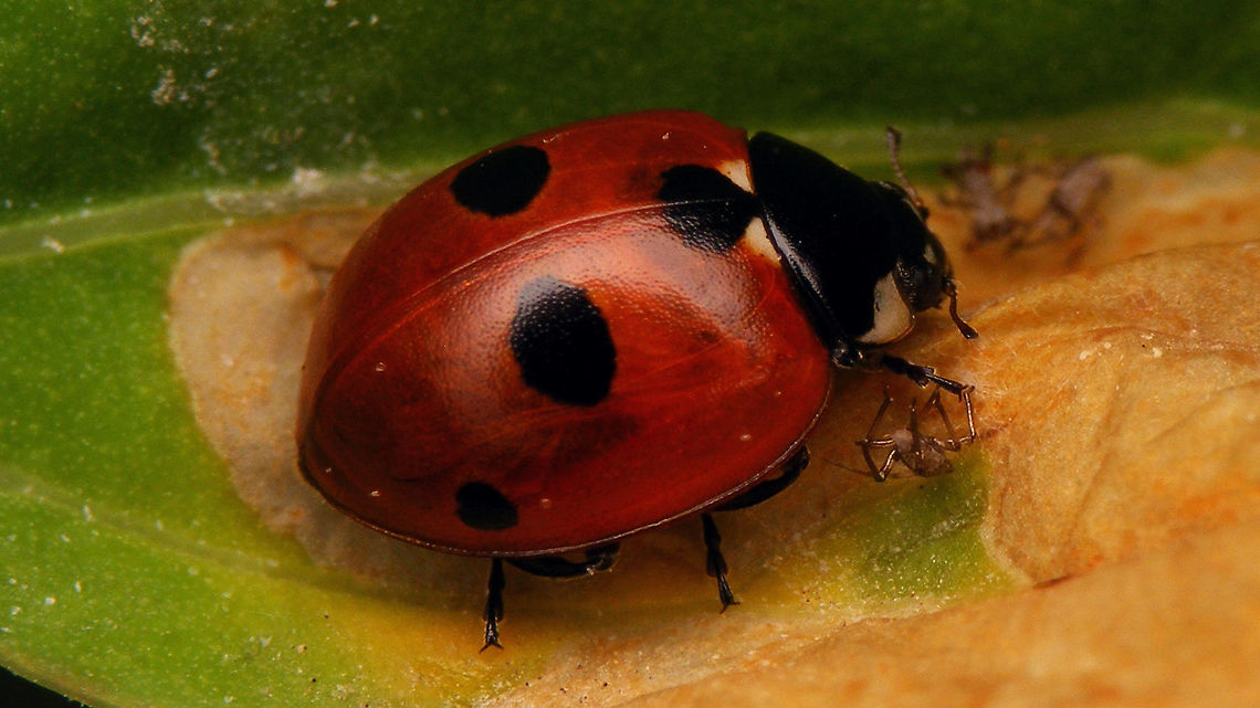 Coccinella quinquepunctata Same individual more frontal:<br />
<figure class="photo"><a href="https://www.jungledragon.com/image/81551/coccinella_quinquepunctata_-_looking_angry.html" title="Coccinella quinquepunctata - Looking angry"><img src="https://s3.amazonaws.com/media.jungledragon.com/images/3043/81551_thumb.jpg?AWSAccessKeyId=05GMT0V3GWVNE7GGM1R2&Expires=1759968010&Signature=DoZKl7l1xdY%2FLCSZe81Uj1yJhCY%3D" width="200" height="114" alt="Coccinella quinquepunctata - Looking angry Same individual, different angle:<br />
https://www.jungledragon.com/image/81552/coccinella_quinquepunctata.html Alerdinck,Coccinella,Coccinella quinquepunctata,Coccinellidae,Coccinellinae,Coleoptera,Five-spot Ladybird,Geotagged,Netherlands,nl: Vijfstippelig lieveheersbeestje" /></a></figure> Alerdinck,Coccinella,Coccinella quinquepunctata,Coccinellidae,Coccinellinae,Coleoptera,Five-spot Ladybird,Geotagged,Netherlands,nl: Vijfstippelig lieveheersbeestje