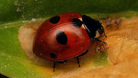Coccinella quinquepunctata Same individual more frontal:<br />
https://www.jungledragon.com/image/81551/coccinella_quinquepunctata_-_looking_angry.html Alerdinck,Coccinella,Coccinella quinquepunctata,Coccinellidae,Coccinellinae,Coleoptera,Five-spot Ladybird,Geotagged,Netherlands,nl: Vijfstippelig lieveheersbeestje