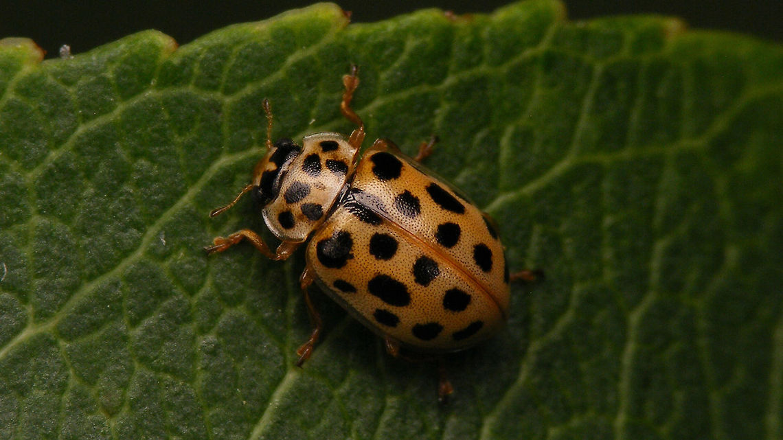 Anisosticta novemdecimpunctata  Anisosticta,Anisosticta novemdecimpunctata,Coccinellidae,Coccinellinae,Geotagged,Ladybird,Netherlands,nl: Negentienstippelig lieveheersbeestje