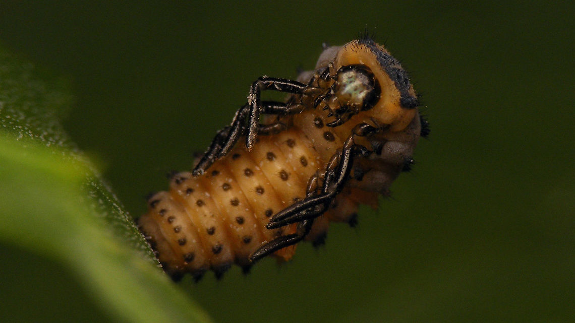 Coccinella septempunctata - Prepupa ventral Same prepupa lateral:<br />
<figure class="photo"><a href="https://www.jungledragon.com/image/81555/coccinella_septempunctata_-_prepupa.html" title="Coccinella septempunctata - Prepupa"><img src="https://s3.amazonaws.com/media.jungledragon.com/images/3043/81555_thumb.jpg?AWSAccessKeyId=05GMT0V3GWVNE7GGM1R2&Expires=1759968010&Signature=KojD9p2JSJMP3N6oGmBa8ENTxtg%3D" width="200" height="114" alt="Coccinella septempunctata - Prepupa Same prepupa ventral:<br />
https://www.jungledragon.com/image/81554/coccinella_septempunctata_-_prepupa_ventral.html Alerdinck,Coccinella,Coccinella septempunctata,Coccinellidae,Coccinellinae,Coleoptera,Geotagged,Larva,Netherlands,Prepupa,Seven-spot Ladybird,nl: Zevenstippelig lieveheersbeestje" /></a></figure> Alerdinck,Coccinella,Coccinella septempunctata,Coccinellidae,Coccinellinae,Coleoptera,Geotagged,Larva,Netherlands,Prepupa,Seven-spot Ladybird,nl: Zevenstippelig lieveheersbeestje
