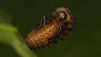 Coccinella septempunctata - Prepupa ventral Same prepupa lateral:<br />
https://www.jungledragon.com/image/81555/coccinella_septempunctata_-_prepupa.html Alerdinck,Coccinella,Coccinella septempunctata,Coccinellidae,Coccinellinae,Coleoptera,Geotagged,Larva,Netherlands,Prepupa,Seven-spot Ladybird,nl: Zevenstippelig lieveheersbeestje