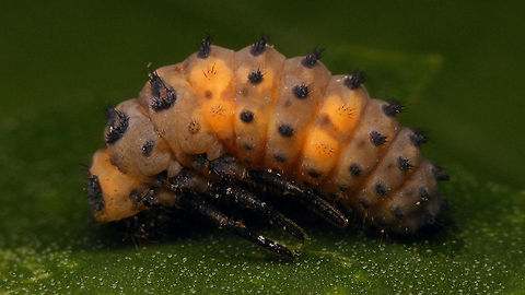 Coccinella septempunctata - Prepupa Same prepupa ventral:
https://www.jungledragon.com/image/81554/coccinella_septempunctata_-_prepupa_ventral.html Alerdinck,Coccinella,Coccinella septempunctata,Coccinellidae,Coccinellinae,Coleoptera,Geotagged,Larva,Netherlands,Prepupa,Seven-spot Ladybird,nl: Zevenstippelig lieveheersbeestje