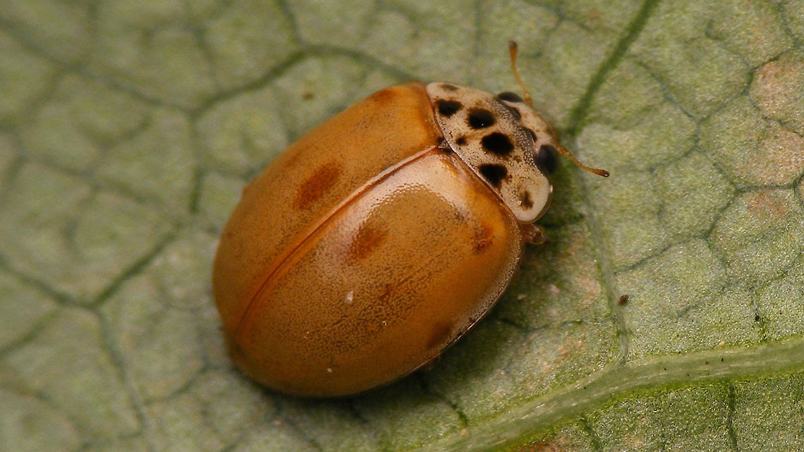 Adalia decempunctata f. typica - Colours still weak Like I mentioned elsewhere - this species can take &quot;forever&quot; to develop full colours. This here one is certainly not teneral anymore, but still has very weakly developed colours. Adalia,Adalia decempunctata,Adalia decempunctata f. typica,Coccinellidae,Coccinellinae,Coleoptera,Ladybird,Ten-spot Ladybird,Ten-spotted Ladybird,Ten-spotted lady beetle,nl: Tienstippelig lieveheersbeestje