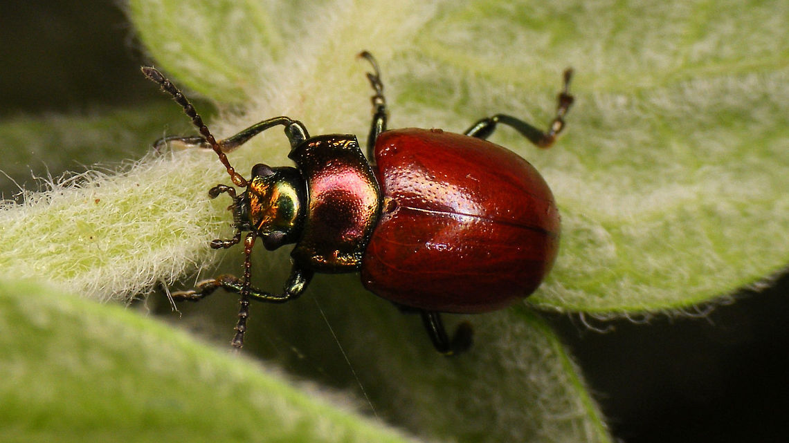 Chrysolina polita Frontal view of same beetle:<br />
<figure class="photo"><a href="https://www.jungledragon.com/image/81567/chrysolina_polita_-_munching_on_mint.html" title="Chrysolina polita - Munching on mint"><img src="https://s3.amazonaws.com/media.jungledragon.com/images/3043/81567_thumb.jpg?AWSAccessKeyId=05GMT0V3GWVNE7GGM1R2&Expires=1759968010&Signature=liqKwffzt4WPl4IUW12CRVdWhZo%3D" width="200" height="114" alt="Chrysolina polita - Munching on mint Full view of same beetle:<br />
https://www.jungledragon.com/image/81566/chrysolina_polita.html Alerdinck,Chrysolina,Chrysolina polita,Chrysomelidae,Chrysomelinae,Geotagged,Leaf beetle,Netherlands,nl: Moertje" /></a></figure> Alerdinck,Chrysolina,Chrysolina polita,Chrysomelidae,Chrysomelinae,Geotagged,Leaf beetle,Netherlands,nl: Moertje