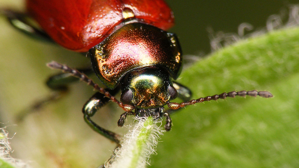 Chrysolina polita - Munching on mint Full view of same beetle:<br />
<figure class="photo"><a href="https://www.jungledragon.com/image/81566/chrysolina_polita.html" title="Chrysolina polita"><img src="https://s3.amazonaws.com/media.jungledragon.com/images/3043/81566_thumb.jpg?AWSAccessKeyId=05GMT0V3GWVNE7GGM1R2&Expires=1759968010&Signature=goAeLnm5%2BGa8zXIU%2BMWci8UxGGo%3D" width="200" height="114" alt="Chrysolina polita Frontal view of same beetle:<br />
https://www.jungledragon.com/image/81567/chrysolina_polita_-_munching_on_mint.html Alerdinck,Chrysolina,Chrysolina polita,Chrysomelidae,Chrysomelinae,Geotagged,Leaf beetle,Netherlands,nl: Moertje" /></a></figure> Alerdinck,Chrysolina,Chrysolina polita,Chrysomelidae,Chrysomelinae,Geotagged,Leaf beetle,Netherlands,nl: Moertje