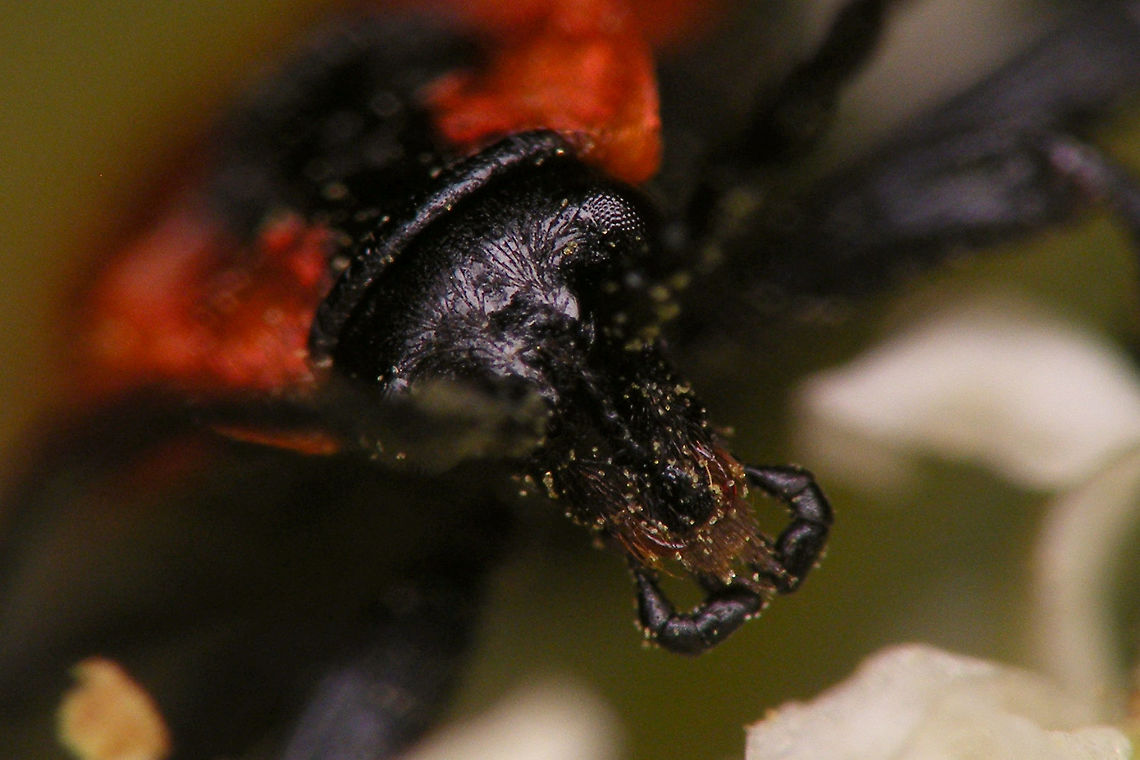 Lygistopterus sanguineus - Head Almost impossible to get a decent shot showing the longish head of this species - constantly on the move, the rather sturdy antennae always in the way or the head dug in deep to feed on pollen ... *rolleyes*<br />
Full beetle here:<br />
<figure class="photo"><a href="https://www.jungledragon.com/image/81457/lygistopterus_sanguineus.html" title="Lygistopterus sanguineus"><img src="https://s3.amazonaws.com/media.jungledragon.com/images/3043/81457_thumb.jpg?AWSAccessKeyId=05GMT0V3GWVNE7GGM1R2&Expires=1769040010&Signature=QgMorxPGk2yXPQAKf70U5B9jDis%3D" width="200" height="114" alt="Lygistopterus sanguineus Detail of head here:<br />
https://www.jungledragon.com/image/81569/lygistopterus_sanguineus_-_head.html Coleoptera,Lycid Beetle,Lycidae,Lygistopterus,Lygistopterus sanguineus" /></a></figure> Coleoptera,Lycid Beetle,Lycidae,Lygistopterus,Lygistopterus sanguineus