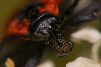 Lygistopterus sanguineus - Head Almost impossible to get a decent shot showing the longish head of this species - constantly on the move, the rather sturdy antennae always in the way or the head dug in deep to feed on pollen ... *rolleyes*<br />
Full beetle here:<br />
https://www.jungledragon.com/image/81457/lygistopterus_sanguineus.html Coleoptera,Lycid Beetle,Lycidae,Lygistopterus,Lygistopterus sanguineus