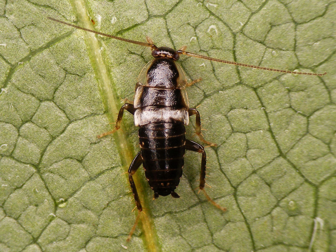 Planuncus tingitanus s.l. - Young nymph on leaf Young nymph kindly sent to me by Francien Walraven (thanks!)<br />
More images of same photoshoot:<br />
<figure class="photo"><a href="https://www.jungledragon.com/image/81580/planuncus_tingitanus_s.l._-_young_nymph_on_bark.html" title="Planuncus tingitanus s.l. - Young nymph on bark"><img src="https://s3.amazonaws.com/media.jungledragon.com/images/3043/81580_thumb.jpg?AWSAccessKeyId=05GMT0V3GWVNE7GGM1R2&Expires=1767225610&Signature=9dMXfqct%2BFpUHsIdm7%2BuCHmP%2FYE%3D" width="200" height="114" alt="Planuncus tingitanus s.l. - Young nymph on bark Young nymph kindly sent to me by Francien Walraven (thanks!)<br />
More images of same photoshoot:<br />
https://www.jungledragon.com/image/81578/planuncus_tingitanus_s.l._-_young_nymph_on_leaf.html<br />
https://www.jungledragon.com/image/81579/planuncus_tingitanus_s.l._-_young_nymph_head.html<br />
 Blattodea,Cockroach,Ectobiidae,Ectobius,Ectobius vinzi,Nymph,Planuncus,Planuncus tingitanus s.l." /></a></figure><br />
<figure class="photo"><a href="https://www.jungledragon.com/image/81579/planuncus_tingitanus_s.l._-_young_nymph_head.html" title="Planuncus tingitanus s.l. - Young nymph (head)"><img src="https://s3.amazonaws.com/media.jungledragon.com/images/3043/81579_thumb.jpg?AWSAccessKeyId=05GMT0V3GWVNE7GGM1R2&Expires=1767225610&Signature=dSz5ttXbeUy5ghPA7T98WgQaDM0%3D" width="200" height="114" alt="Planuncus tingitanus s.l. - Young nymph (head) Young nymph kindly sent to me by Francien Walraven (thanks!)<br />
More images of same photoshoot:<br />
https://www.jungledragon.com/image/81578/planuncus_tingitanus_s.l._-_young_nymph_on_leaf.html<br />
https://www.jungledragon.com/image/81580/planuncus_tingitanus_s.l._-_young_nymph_on_bark.html Blattodea,Cockroach,Ectobiidae,Ectobius,Ectobius vinzi,Nymph,Planuncus,Planuncus tingitanus s.l." /></a></figure><br />
 Blattodea,Cockroach,Ectobiidae,Ectobius,Ectobius vinzi,Nymph,Planuncus,Planuncus tingitanus s.l.