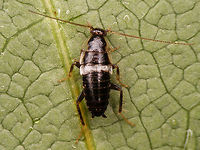 Planuncus tingitanus s.l. - Young nymph on leaf Young nymph kindly sent to me by Francien Walraven (thanks!)<br />
More images of same photoshoot:<br />
https://www.jungledragon.com/image/81580/planuncus_tingitanus_s.l._-_young_nymph_on_bark.html<br />
https://www.jungledragon.com/image/81579/planuncus_tingitanus_s.l._-_young_nymph_head.html<br />
 Blattodea,Cockroach,Ectobiidae,Ectobius,Ectobius vinzi,Nymph,Planuncus,Planuncus tingitanus s.l.