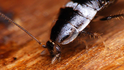Planuncus tingitanus s.l. - Young nymph (head) Young nymph kindly sent to me by Francien Walraven (thanks!)
More images of same photoshoot:
https://www.jungledragon.com/image/81578/planuncus_tingitanus_s.l._-_young_nymph_on_leaf.html
https://www.jungledragon.com/image/81580/planuncus_tingitanus_s.l._-_young_nymph_on_bark.html Blattodea,Cockroach,Ectobiidae,Ectobius,Ectobius vinzi,Nymph,Planuncus,Planuncus tingitanus s.l.