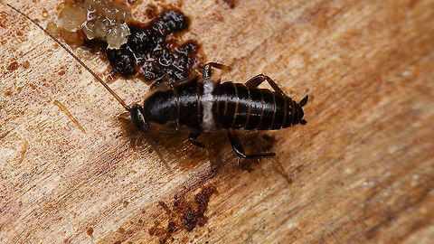 Planuncus tingitanus s.l. - Young nymph on bark Young nymph kindly sent to me by Francien Walraven (thanks!)
More images of same photoshoot:
https://www.jungledragon.com/image/81578/planuncus_tingitanus_s.l._-_young_nymph_on_leaf.html
https://www.jungledragon.com/image/81579/planuncus_tingitanus_s.l._-_young_nymph_head.html
 Blattodea,Cockroach,Ectobiidae,Ectobius,Ectobius vinzi,Nymph,Planuncus,Planuncus tingitanus s.l.