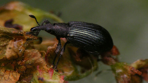 Perapion violaceum  Alerdinck,Apion violaceum,Apionidae,Apioninae,Aplemonini,Curculionoidea,Geotagged,Netherlands,Perapion,Perapion violaceum,Weevil