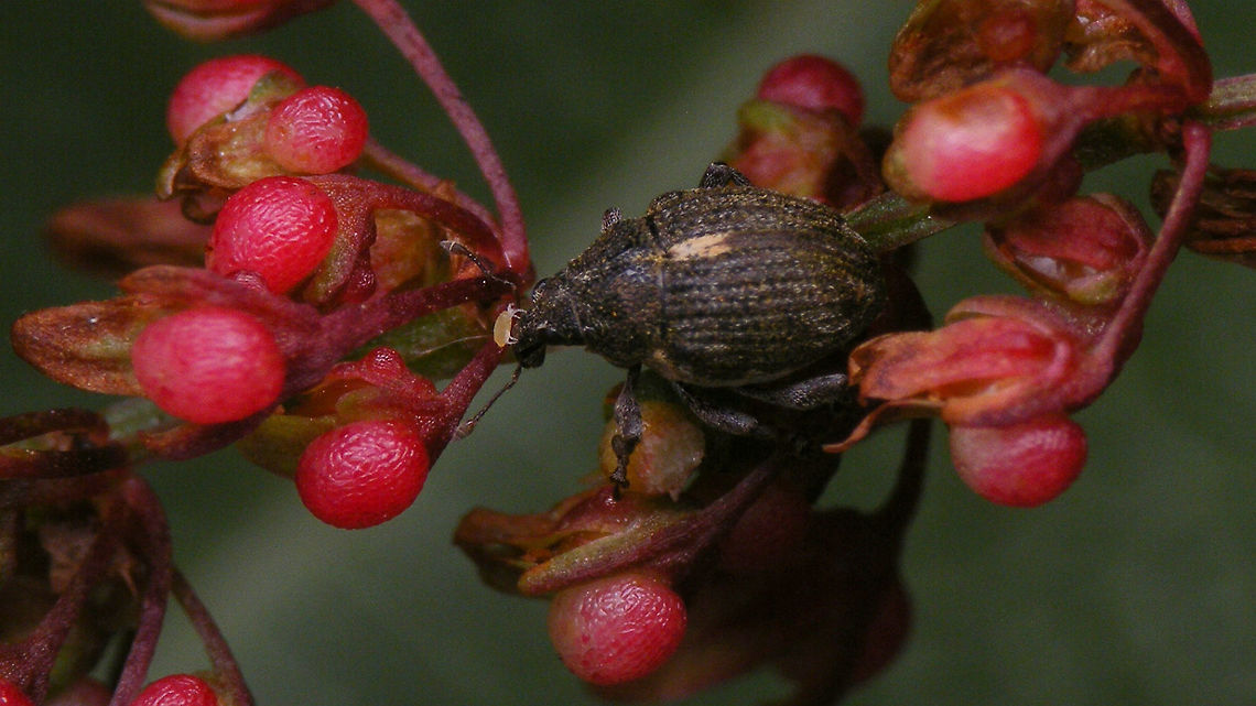 Rhinoncus pericarpius - Having an itch I&#039;m fairly sure the mite was making an effort to dis me for thinking I was going to be satisfied with getting a 3mm weevil photographed halfway decently.<br />
The halfway decent images of the weevil are here ;o)<br />
<figure class="photo"><a href="https://www.jungledragon.com/image/81596/rhinoncus_pericarpius_-_lateral.html" title="Rhinoncus pericarpius - Lateral"><img src="https://s3.amazonaws.com/media.jungledragon.com/images/3043/81596_thumb.jpg?AWSAccessKeyId=05GMT0V3GWVNE7GGM1R2&Expires=1759968010&Signature=AItY7LdRmMzkXGxXO%2BYgg2G1etw%3D" width="200" height="114" alt="Rhinoncus pericarpius - Lateral Other images of same weevil:<br />
https://www.jungledragon.com/image/81595/rhinoncus_pericarpius_-_having_an_itch.html<br />
https://www.jungledragon.com/image/81597/rhinoncus_pericarpius.html Alerdinck,Ceutorhynchinae,Curculionidae,Curculionoidea,Geotagged,Netherlands,Rhinoncus,Rhinoncus pericarpius,Weevil" /></a></figure><br />
<figure class="photo"><a href="https://www.jungledragon.com/image/81597/rhinoncus_pericarpius.html" title="Rhinoncus pericarpius"><img src="https://s3.amazonaws.com/media.jungledragon.com/images/3043/81597_thumb.jpg?AWSAccessKeyId=05GMT0V3GWVNE7GGM1R2&Expires=1759968010&Signature=IuubbqsAE7qh%2BfsTQG2gDoVvH%2BU%3D" width="200" height="114" alt="Rhinoncus pericarpius Other images of same weevil:<br />
https://www.jungledragon.com/image/81595/rhinoncus_pericarpius_-_having_an_itch.html<br />
https://www.jungledragon.com/image/81596/rhinoncus_pericarpius_-_lateral.html Alerdinck,Ceutorhynchinae,Curculionidae,Curculionoidea,Geotagged,Netherlands,Rhinoncus,Rhinoncus pericarpius,Weevil" /></a></figure> Alerdinck,Ceutorhynchinae,Curculionidae,Curculionoidea,Geotagged,Mite,Netherlands,Rhinoncus,Rhinoncus pericarpius,Weevil