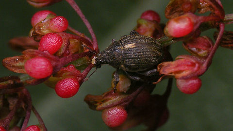 Rhinoncus pericarpius - Having an itch I'm fairly sure the mite was making an effort to dis me for thinking I was going to be satisfied with getting a 3mm weevil photographed halfway decently.
The halfway decent images of the weevil are here ;o)
https://www.jungledragon.com/image/81596/rhinoncus_pericarpius_-_lateral.html
https://www.jungledragon.com/image/81597/rhinoncus_pericarpius.html Alerdinck,Ceutorhynchinae,Curculionidae,Curculionoidea,Geotagged,Mite,Netherlands,Rhinoncus,Rhinoncus pericarpius,Weevil