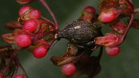 Rhinoncus pericarpius - Having an itch I'm fairly sure the mite was making an effort to dis me for thinking I was going to be satisfied with getting a 3mm weevil photographed halfway decently.<br />
The halfway decent images of the weevil are here ;o)<br />
https://www.jungledragon.com/image/81596/rhinoncus_pericarpius_-_lateral.html<br />
https://www.jungledragon.com/image/81597/rhinoncus_pericarpius.html Alerdinck,Ceutorhynchinae,Curculionidae,Curculionoidea,Geotagged,Mite,Netherlands,Rhinoncus,Rhinoncus pericarpius,Weevil