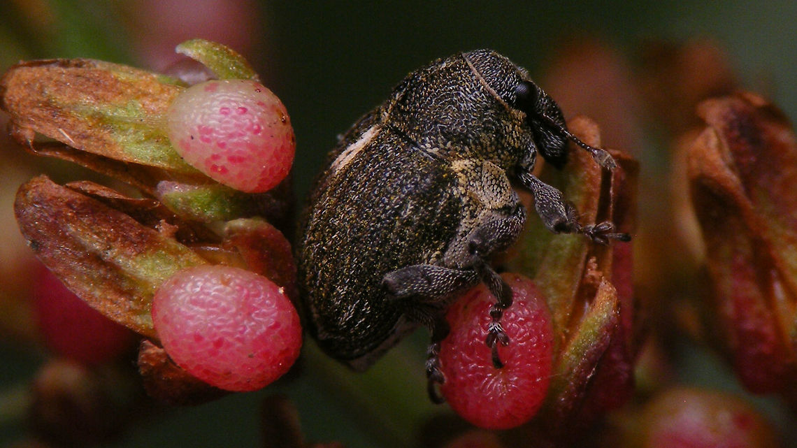 Rhinoncus pericarpius - Lateral Other images of same weevil:<br />
<figure class="photo"><a href="https://www.jungledragon.com/image/81595/rhinoncus_pericarpius_-_having_an_itch.html" title="Rhinoncus pericarpius - Having an itch"><img src="https://s3.amazonaws.com/media.jungledragon.com/images/3043/81595_thumb.jpg?AWSAccessKeyId=05GMT0V3GWVNE7GGM1R2&Expires=1763596810&Signature=q5VqprXUBpqqWFJnqhcEPmGBbtM%3D" width="200" height="114" alt="Rhinoncus pericarpius - Having an itch I&#039;m fairly sure the mite was making an effort to dis me for thinking I was going to be satisfied with getting a 3mm weevil photographed halfway decently.<br />
The halfway decent images of the weevil are here ;o)<br />
https://www.jungledragon.com/image/81596/rhinoncus_pericarpius_-_lateral.html<br />
https://www.jungledragon.com/image/81597/rhinoncus_pericarpius.html Alerdinck,Ceutorhynchinae,Curculionidae,Curculionoidea,Geotagged,Mite,Netherlands,Rhinoncus,Rhinoncus pericarpius,Weevil" /></a></figure><br />
<figure class="photo"><a href="https://www.jungledragon.com/image/81597/rhinoncus_pericarpius.html" title="Rhinoncus pericarpius"><img src="https://s3.amazonaws.com/media.jungledragon.com/images/3043/81597_thumb.jpg?AWSAccessKeyId=05GMT0V3GWVNE7GGM1R2&Expires=1763596810&Signature=%2FU7yt7bknOeePWMD%2FhJv3xL9Wyg%3D" width="200" height="114" alt="Rhinoncus pericarpius Other images of same weevil:<br />
https://www.jungledragon.com/image/81595/rhinoncus_pericarpius_-_having_an_itch.html<br />
https://www.jungledragon.com/image/81596/rhinoncus_pericarpius_-_lateral.html Alerdinck,Ceutorhynchinae,Curculionidae,Curculionoidea,Geotagged,Netherlands,Rhinoncus,Rhinoncus pericarpius,Weevil" /></a></figure> Alerdinck,Ceutorhynchinae,Curculionidae,Curculionoidea,Geotagged,Netherlands,Rhinoncus,Rhinoncus pericarpius,Weevil