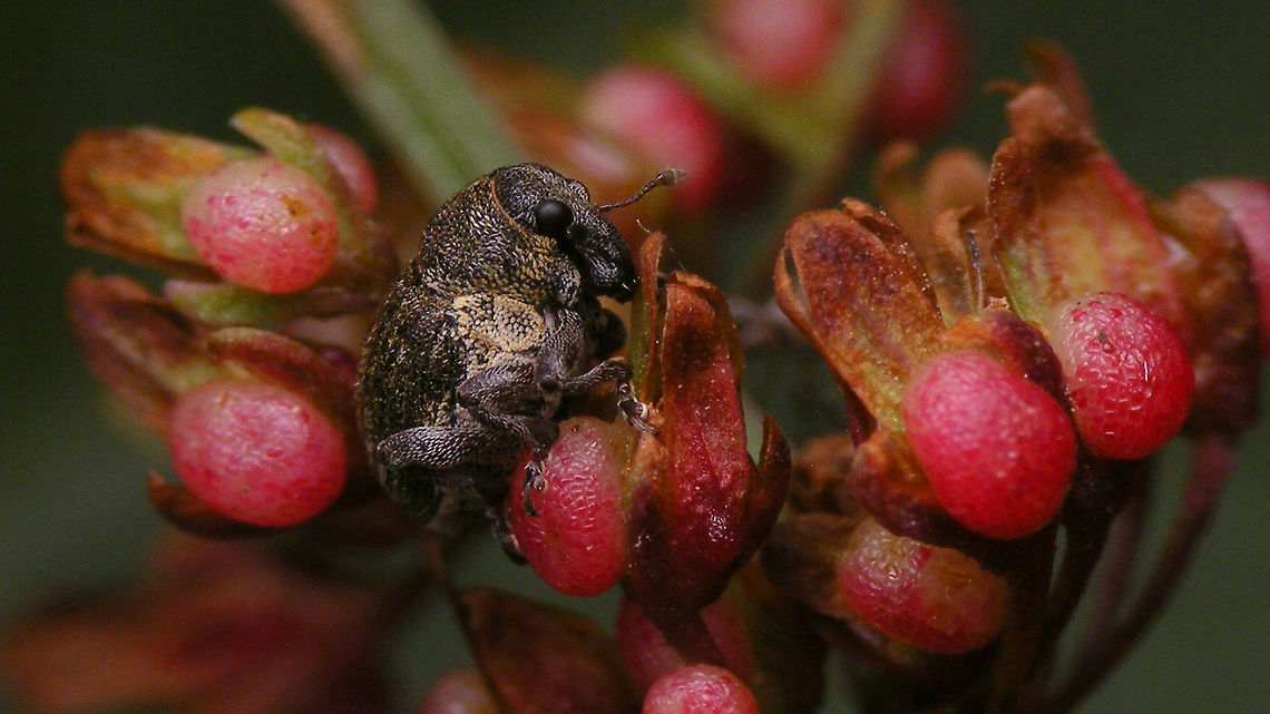 Rhinoncus pericarpius Other images of same weevil:<br />
<figure class="photo"><a href="https://www.jungledragon.com/image/81595/rhinoncus_pericarpius_-_having_an_itch.html" title="Rhinoncus pericarpius - Having an itch"><img src="https://s3.amazonaws.com/media.jungledragon.com/images/3043/81595_thumb.jpg?AWSAccessKeyId=05GMT0V3GWVNE7GGM1R2&Expires=1759968010&Signature=8Gf8udSaPuRkbZ%2FgXBrzqI3J2qM%3D" width="200" height="114" alt="Rhinoncus pericarpius - Having an itch I&#039;m fairly sure the mite was making an effort to dis me for thinking I was going to be satisfied with getting a 3mm weevil photographed halfway decently.<br />
The halfway decent images of the weevil are here ;o)<br />
https://www.jungledragon.com/image/81596/rhinoncus_pericarpius_-_lateral.html<br />
https://www.jungledragon.com/image/81597/rhinoncus_pericarpius.html Alerdinck,Ceutorhynchinae,Curculionidae,Curculionoidea,Geotagged,Mite,Netherlands,Rhinoncus,Rhinoncus pericarpius,Weevil" /></a></figure><br />
<figure class="photo"><a href="https://www.jungledragon.com/image/81596/rhinoncus_pericarpius_-_lateral.html" title="Rhinoncus pericarpius - Lateral"><img src="https://s3.amazonaws.com/media.jungledragon.com/images/3043/81596_thumb.jpg?AWSAccessKeyId=05GMT0V3GWVNE7GGM1R2&Expires=1759968010&Signature=AItY7LdRmMzkXGxXO%2BYgg2G1etw%3D" width="200" height="114" alt="Rhinoncus pericarpius - Lateral Other images of same weevil:<br />
https://www.jungledragon.com/image/81595/rhinoncus_pericarpius_-_having_an_itch.html<br />
https://www.jungledragon.com/image/81597/rhinoncus_pericarpius.html Alerdinck,Ceutorhynchinae,Curculionidae,Curculionoidea,Geotagged,Netherlands,Rhinoncus,Rhinoncus pericarpius,Weevil" /></a></figure> Alerdinck,Ceutorhynchinae,Curculionidae,Curculionoidea,Geotagged,Netherlands,Rhinoncus,Rhinoncus pericarpius,Weevil