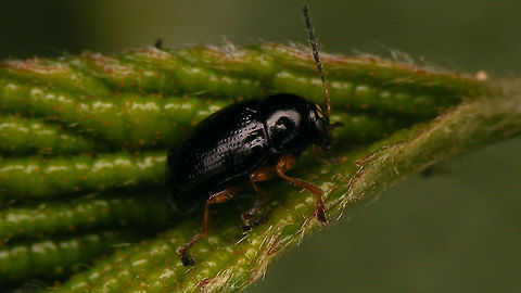 Cryptocephalus (Burlinius) ocellatus  Chrysomelidae,Cryptocephalinae,Cryptocephalini,Cryptocephalus,Cryptocephalus ocellatus,nl: Oogvleksteilkopje