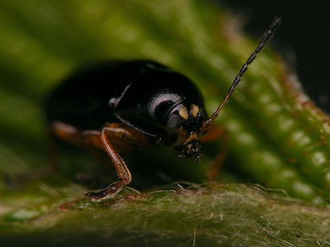 Cryptocephalus ocellatus - Scary face  Chrysomelidae,Cryptocephalinae,Cryptocephalini,Cryptocephalus,Cryptocephalus ocellatus,nl: Oogvleksteilkopje