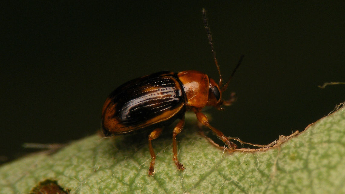 Cryptocephalus pusillus  Chrysomelidae,Cryptocephalinae,Cryptocephalini,Cryptocephalus,Cryptocephalus pusillus
