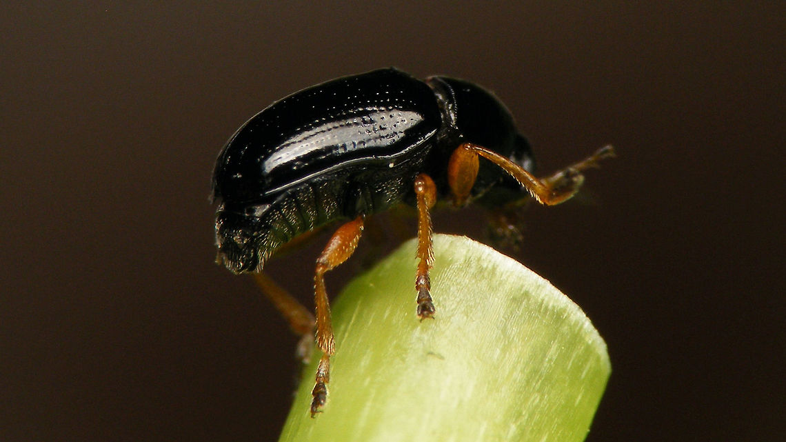 Cryptocephalus ocellatus - Top of the world  Chrysomelidae,Cryptocephalinae,Cryptocephalini,Cryptocephalus,Cryptocephalus ocellatus,nl: Oogvleksteilkopje
